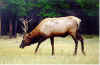 elk.jpg (22175 bytes)